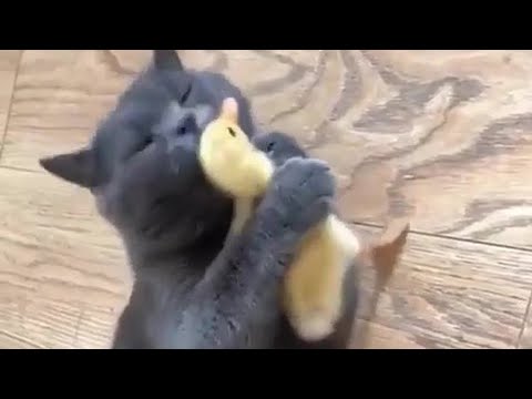 癒し 色んな猫達の面白かわいい一面 6 Youtube