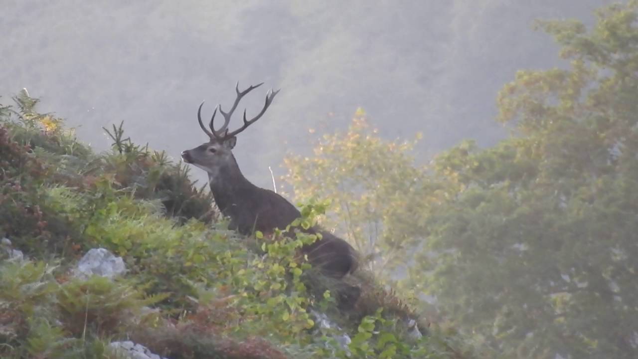 Venao en Piloña, Asturias. Empieza la berrea.