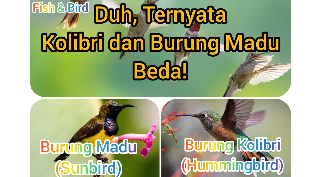Beda Burung Madu dan Kolibri 