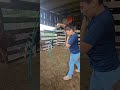 curando o bezerro