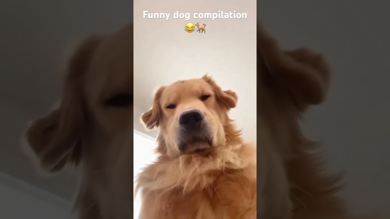 Funny dog compilation