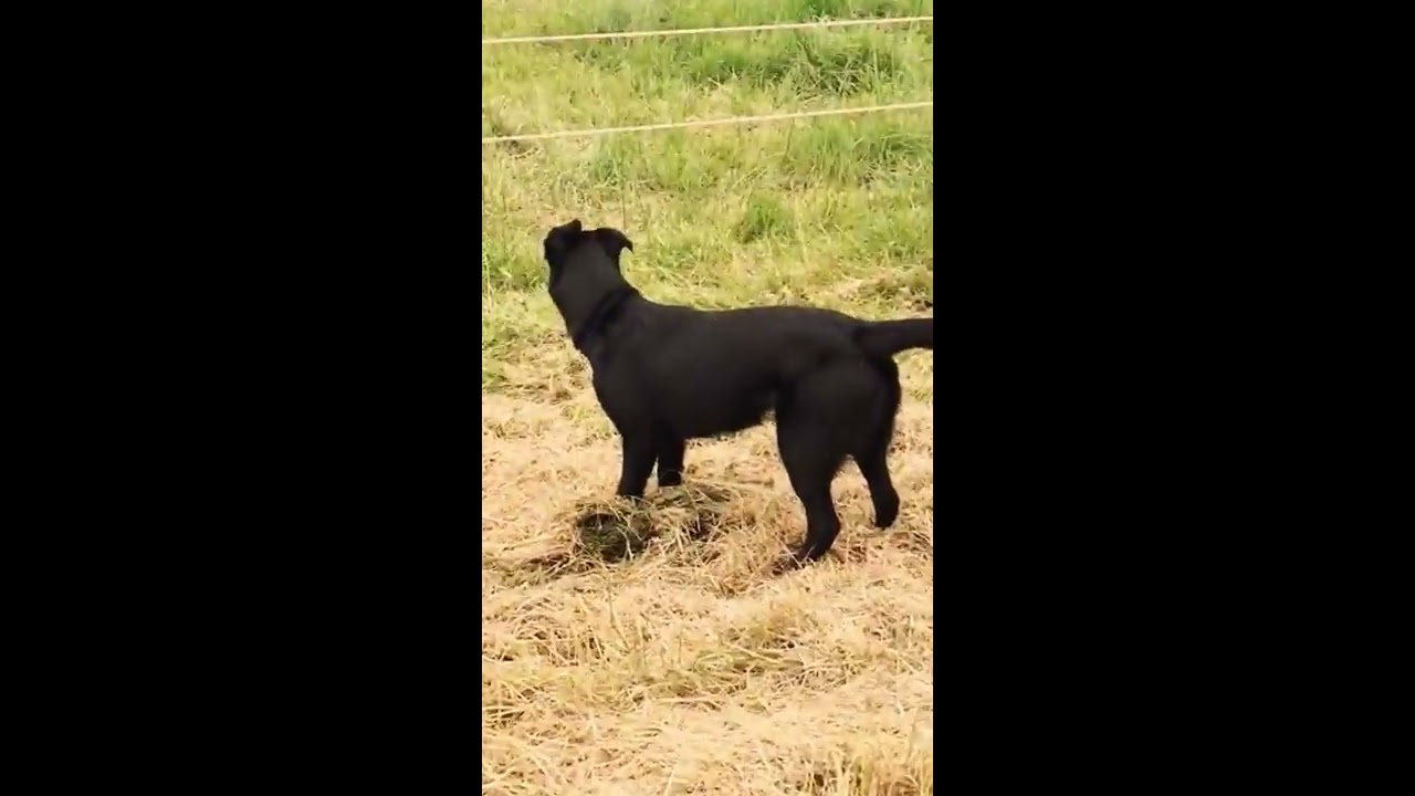 Dog Gets Shocked By Electric Fence