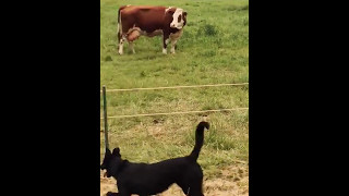 Dog Gets Shocked By Electric Fence