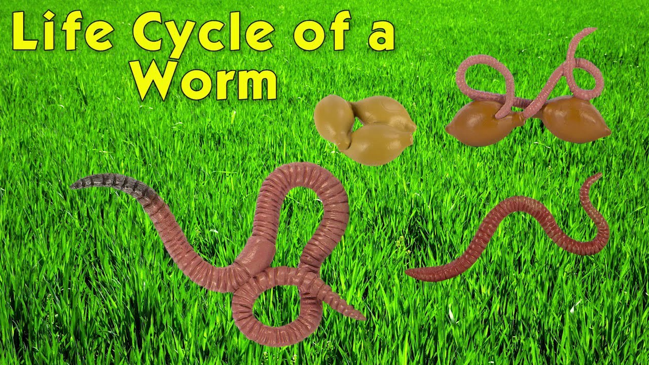 Worm Life Cycle For Kids