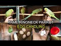 My Handtame Green Ringneck Parrot First Breed | Checking Parrot Egg Fertility