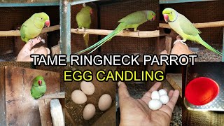 My Handtame Green Ringneck Parrot First Breed | Checking Parrot Egg Fertility