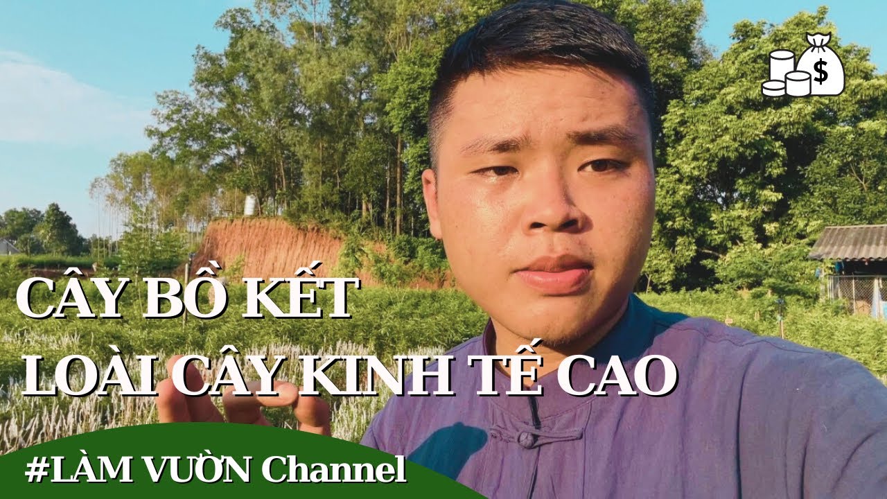 Cây bồ kết loài cây trồng kinh tế hiệu quả năng suất đáng trồng
