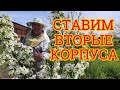 Постановка корпусов многокорпусных ульев. Постановка вторых корпусов 📹🙋‍♂️