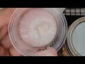 Mycology class agar transfer to starter jars