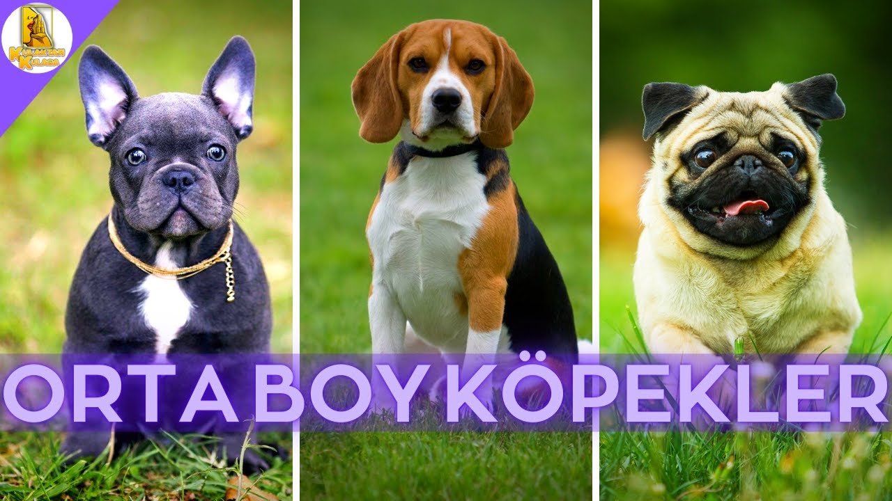 Orta Boy Evde Ve Apartmanda Bakilabilecek 10 Zeki Kopek Cinsi Kopek Dog Evdebakilacakkopekler Youtube