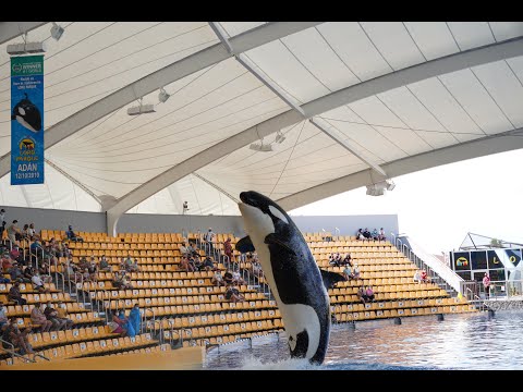 Loro Parque Orca
