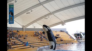 Loro Parque Orca show (2022)