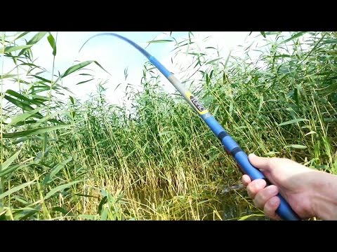 карп загнул удочку