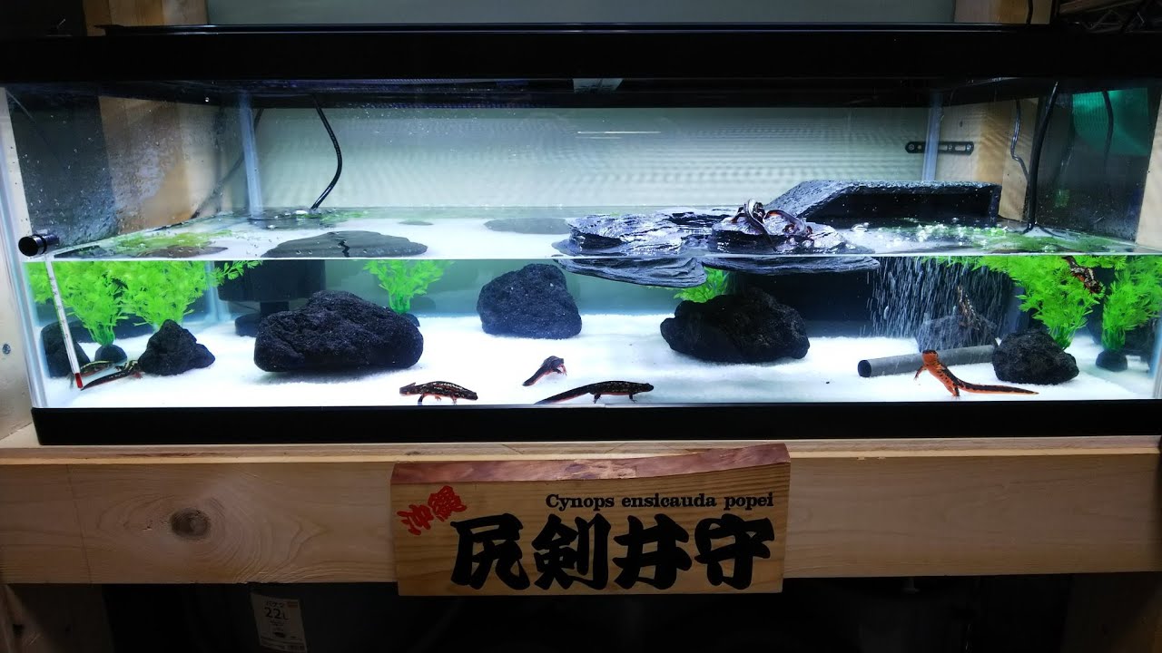 Re アカハラ シリケン イモリの飼育方法 イモリウム Vivarium Paludarium Aquaterarium Newt Japan Youtube