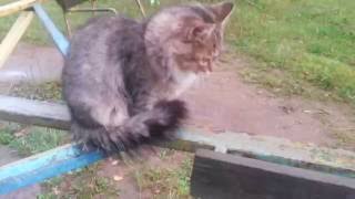 Котята катаются на карусели во дворе - Carousel and cats