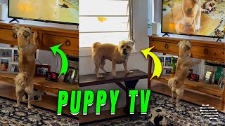 Playful Dog Expresses Interest in TV Puppies by ViralSnare Rights Management 3,231 views 1 day ago 1 minute, 39 seconds