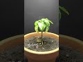 93 Days in 36 Seconds - Purple Bell Pepper #timelapse