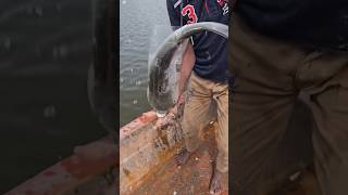 釣り竿なしで0円で魚がバケツいっぱい この方法見たら鳥肌立ちます #ペットボトル釣り