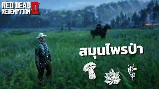 RDR 2 RolePlay in 𝐖𝐄𝐒𝐓𝐂𝐎𝐀𝐒𝐓 l EP.8 สมุนไพรป่า