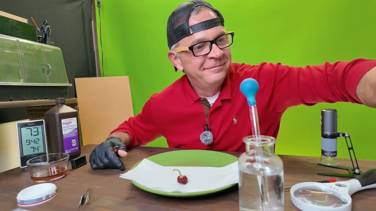 FINALLY Mastered SEED Germination! 🌱 So You Don't Have To.✅ #gardening #SeedStarting #diy #Peppers 