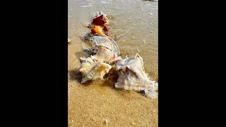 Elegance of the Ocean: The Beauty of Sea Shells