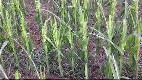 Hail Damage to Corn