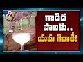 Shocking: 1 litre Donkey Milk @ Rs.1200...