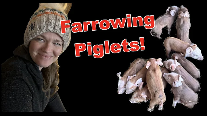First Piglets of the Year: Cold Weather Farrowing in Michigan!