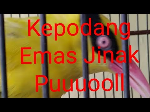 Kepodang Emas Jinak Puuuoooll 