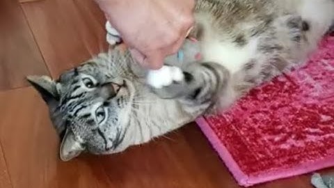 SmartyKat Skitter Critters Catnip Mice Toys Play Demonstration