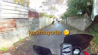 Korkusuzlar