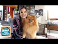 Pomeranian | Information für Kinder | Anna und die Haustiere の動画、YouTube動画。