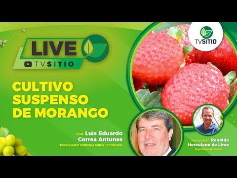 Vídeo: Esquema de plantio de morangos em campo aberto no outono: descrição, tecnologia e comentários