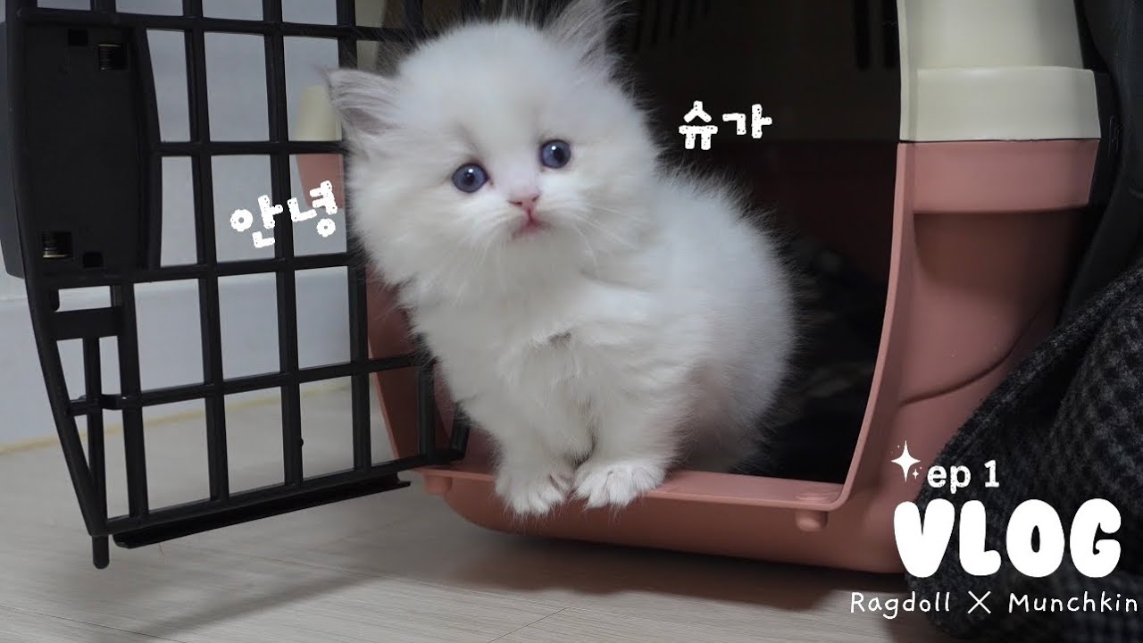 🎀아기 고양이 입양 브이로그..🐾세상에서 제일 귀여운 첫날의 기록🪽🫧｜랙돌+먼치킨 하프 래가퍼
