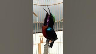 Masteran Ninja hummingbirds, Gacor hummingbirds, Ngeroll hummingbirds
