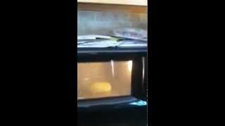 Easter Bunny Peep Explodes in Microwave