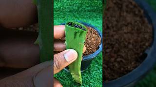 Easy and Fast Methods to Grow and Propagate black pepper #gardening #diy #fruits