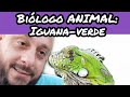 Biólogo ANIMAL: Iguana-verde