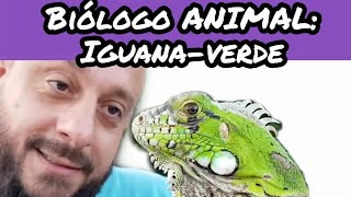 Biólogo ANIMAL: Iguana-verde