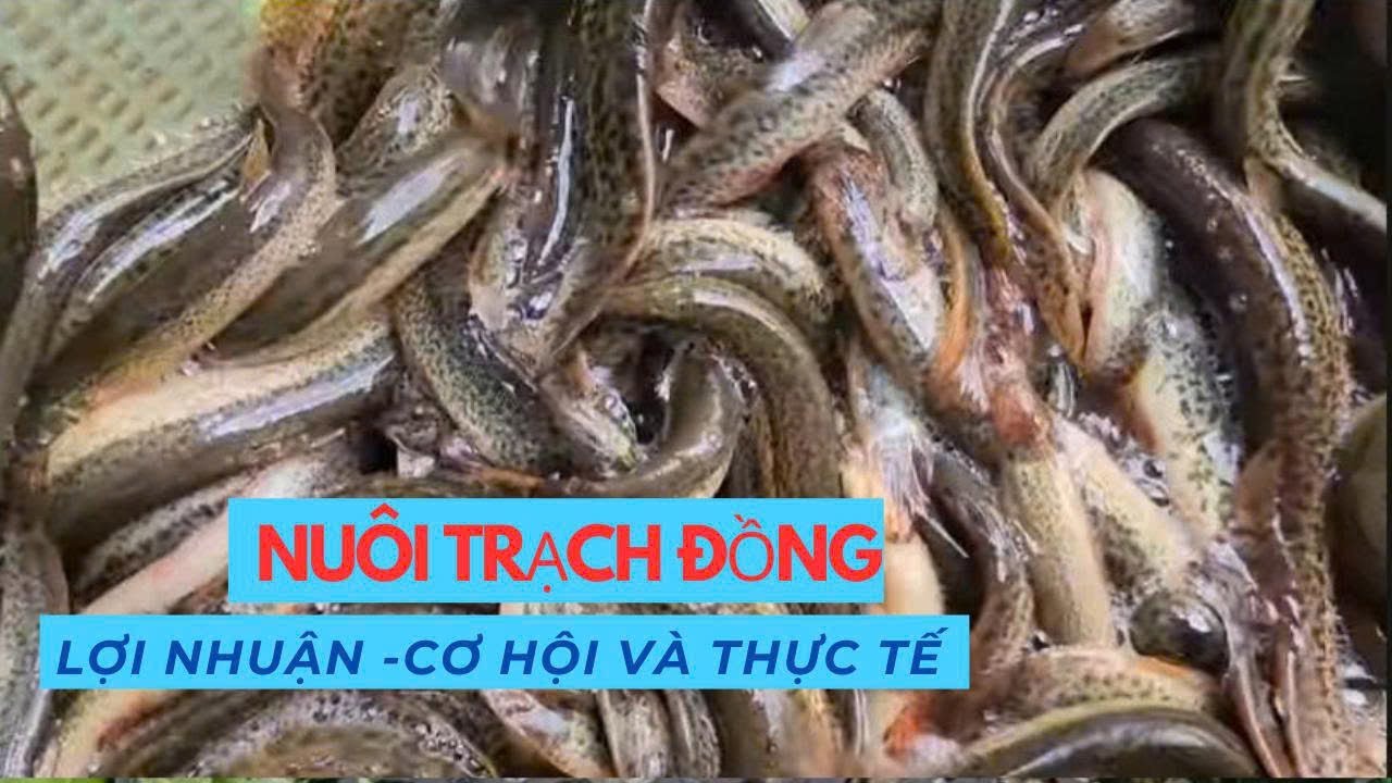 Nuôi Trạch Trong Bể Bạt -Kết Qủa Khiến Ai Cũng Bất Ngờ!