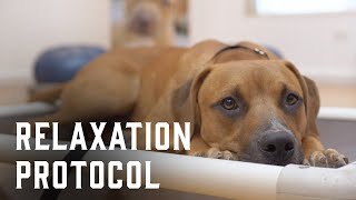 Relaxation Protocol | PAWS Dog Training Video