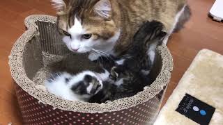 Dad decides to help after kitten decides to move for the third time.