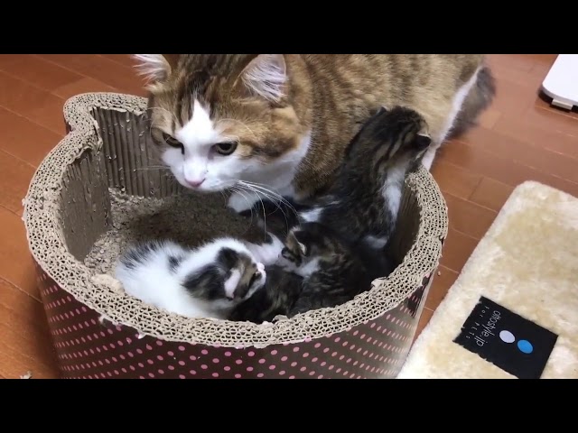 3度目の子猫の引越しを見かねて手伝うお父さん