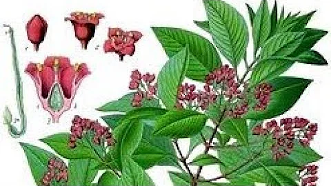 Para que serve o sândalo na Umbanda?