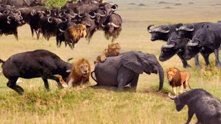 Big Battle Craziest of Buffalo vs Lions | Buffalo Herd Rescue Elephant From Lion Hunting