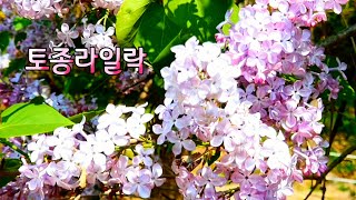 수수꽃다리공원 영상