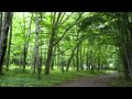 自然の音景色L　静かな森 （野鳥の鳴き声） ・ Nature Sound