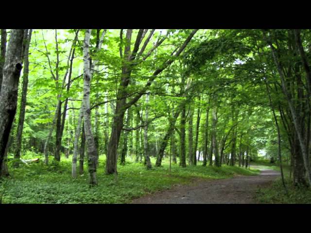 自然の音景色l 静かな森 野鳥の鳴き声 Nature Sound Youtube