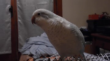 Quaker Parrot Luna with Blue Opaline Mutation.