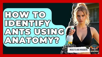 How To Identify Ants Using Anatomy? - Insects and Invaders
